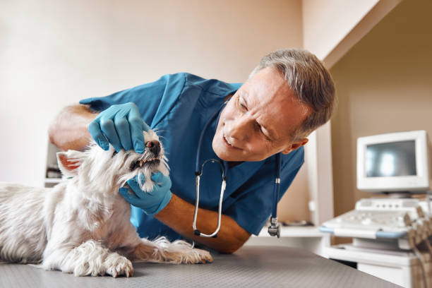 Best Dentist for Tooth Abscess  in Beecher, MI